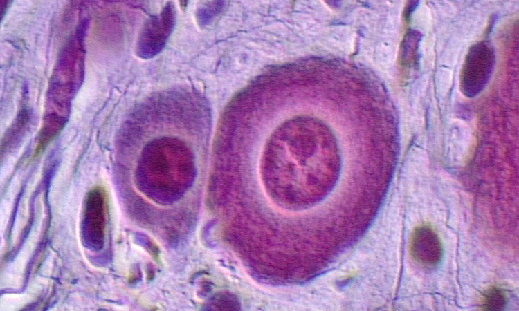 De l'organisme à la cellule - La cellule unité fondamentale des êtres vivants - 7mn 08s